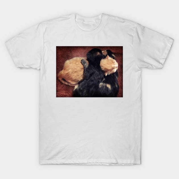 Kitten Cuddle T-Shirt by micklyn